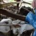 Gejala Antraks pada Sapi dan Cara Penularannya kepada Manusia