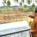 Desak Transparansi Anggaran Pembangunan IKN Presiden Jokowi Siap Pimpin Groundbreaking IKN Tahap II Awal November 2023