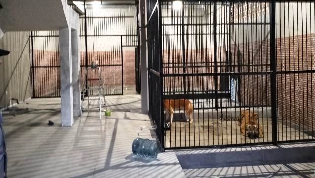 Pemilik Harimau Pemangsa Perawat di Samarinda jadi Tersangka dan Ditahan Warga Samarinda Tewas Diterkam Harimau Peliharaan
