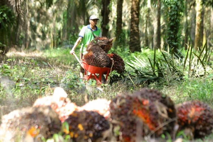 Harga Sawit Kaltim Menguat di Akhir Maret 2026 Harga TBS Sawit Kaltim Naik Akhir Januari 2026, Pendapatan Petani Ikut Terdongkrak Petani Plasma Kaltim Sumringah, Harga TBS Tembus Rp 3.350 per Kg Pekebun di Kaltim Paling Sejahtera sepanjang November 2023, Penyebabnya?