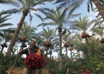 Yuk Kenali 25 Merek Kurma Israel yang Diboikot Jelang Ramadan