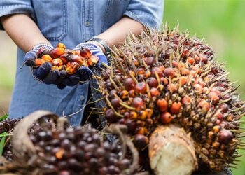 Harga TBS Sawit Kaltim Turun Lagi, Petani Plasma Andalkan Kemitraan Harga TBS Sawit di Kaltim Tembus Rp2.599 per Kilogram