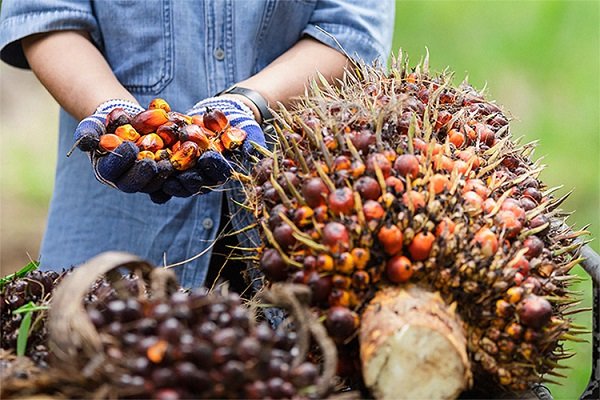 Harga TBS Sawit Kaltim Turun Lagi, Petani Plasma Andalkan Kemitraan Harga TBS Sawit di Kaltim Tembus Rp2.599 per Kilogram