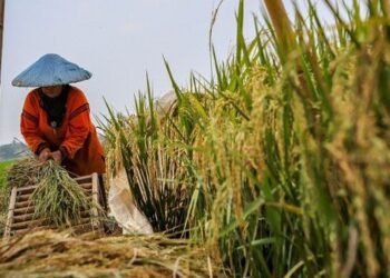 Bupati Kutim Apresiasi Komite Tani Muda, Pemuda Buktikan Kinerja Nyata di Sektor Pertanian Nilai Tukar Petani di Kaltim selama Desember 2024 Meningkat, Tiga Subsektor Alami Kenaikan Nilai Tukar Petani di Kaltim Turun selama Mei 2024