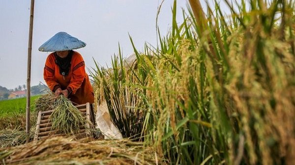 Bupati Kutim Apresiasi Komite Tani Muda, Pemuda Buktikan Kinerja Nyata di Sektor Pertanian Nilai Tukar Petani di Kaltim selama Desember 2024 Meningkat, Tiga Subsektor Alami Kenaikan Nilai Tukar Petani di Kaltim Turun selama Mei 2024