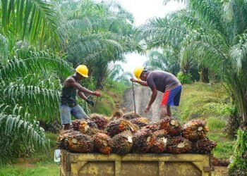 Harga TBS Sawit Periode 16-31 Mei di Kaltim Alami Kenaikan
