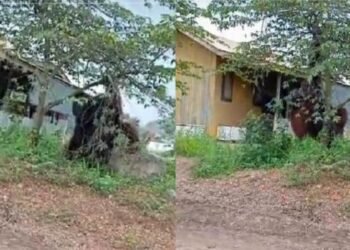 Viral! Video Orangutan Besar di Pemukiman Kalimantan Timur Hebohkan Media Sosial