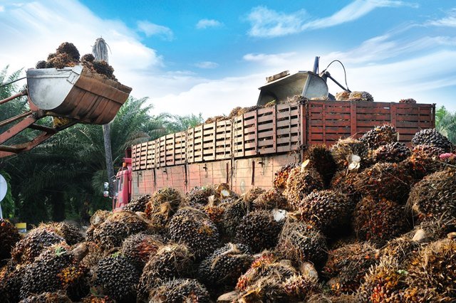 Ekspor Kaltim ke AS Tembus Rp370 M, Sawit dan Kayu Lapis Masih Merajai Berikut Harga Terbaru Tandan Buah Segar Kelapa Sawit di Kaltim
