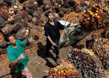 Perkebunan Jadi Ladang Cuan, NTP Kaltim Sentuh Level Fantastis Kabar Baik untuk Petani! Harga TBS Kelapa Sawit di Kaltim Naik