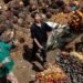 Perkebunan Jadi Ladang Cuan, NTP Kaltim Sentuh Level Fantastis Kabar Baik untuk Petani! Harga TBS Kelapa Sawit di Kaltim Naik