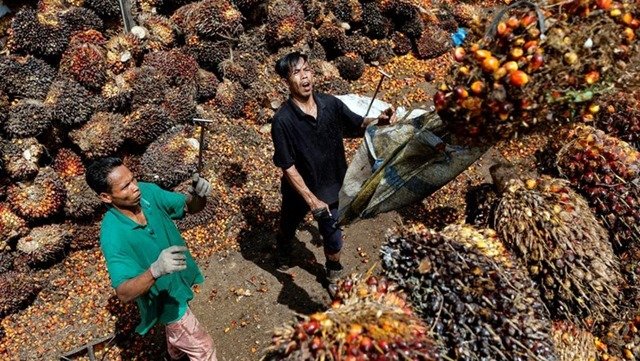 Perkebunan Jadi Ladang Cuan, NTP Kaltim Sentuh Level Fantastis Kabar Baik untuk Petani! Harga TBS Kelapa Sawit di Kaltim Naik