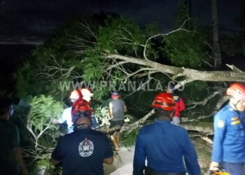 Pohon Tumbang Ganggu Akses Jalan dan Listrik di Bontang Barat