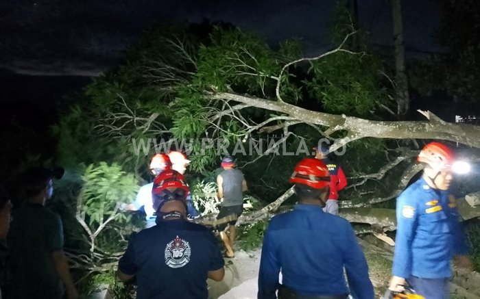 Pohon Tumbang Ganggu Akses Jalan dan Listrik di Bontang Barat
