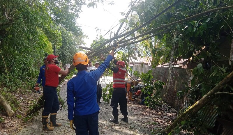 Brimob Kaltim Evakuasi Pohon Tumbang, Jalan di Batu Ampar Balikpapan Dibuka Lagi