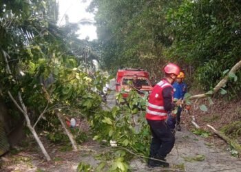 Brimob Kaltim Evakuasi Pohon Tumbang, Jalan di Batu Ampar Balikpapan Dibuka Lagi
