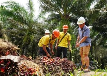 CPO Turun, Segini Rincian Harga TBS Sawit Kaltim Terbaru Juni 2026 Harga TBS Sawit di Kaltim Masih Lesu Harga TBS Kelapa Sawit di Kaltim Naik jadi Rp2.890 per Kg, Dipicu Kenaikan Harga CPO