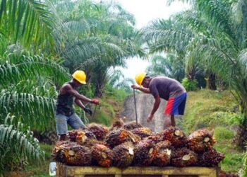 Jangan Rugikan Petani! Kaltim Awasi Ketat Harga Sawit usai Aturan Ekspor Harga TBS Sawit di Kaltim Turun, Petani Kembali Tertekan Harga Sawit di Kaltim Turun Lagi Harga TBS Sawit di Kaltim Naik, Dipicu Kenaikan Harga CPO dan Kernel Lima Daerah di Kaltim Terima Bantuan Intensifikasi, Luasnya 1.300 Hektare Lahan Sawit