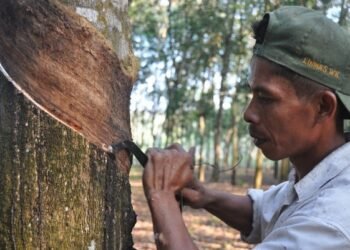 300 Hektare Kebun di Kutai Barat Dapat Program Peremajaan