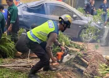 Pohon Tumbang Timpa Mobil dan Motor di Balikpapan