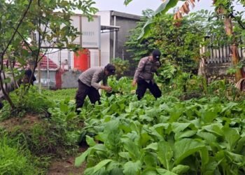 Polsek Bontang Selatan Laksanakan Panen Ketahanan Pangan untuk Masyarakat
