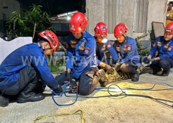 Buaya Muncul dari Parit di Bontang Kuala, Damkartan Berhasil Evakuasi