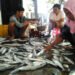 Bukan Hanya Industri, Ini Bukti Pertanian dan Perikanan Bontang Melesat di 2024 Disnaker Bontang Gelar Pelatihan Pengolahan Ikan, Kuota 28 Peserta