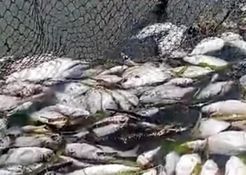 Fenomena Ikan Mati Massal di Santan Ilir, DPRD Bontang Desak Investigasi, Polisi Lakukan Penyelidikan