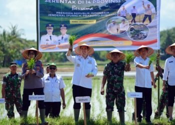 Bupati Pangkep Ikut Tanam Padi Serentak, Target 14 Ribu Hektare di Musim Tanam Kedua