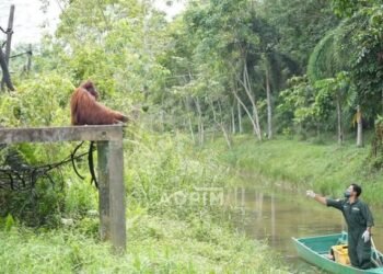 28 Orangutan Kembali ke Pelukan Hutan Kaltim Sepanjang 2025