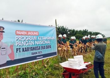 Jagung Tumbuh di Lereng Bukit, Polres Kutim dan Astra Agro Panen 1,65 Ton