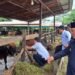 1.694 Sapi dan 725 Kambing Siap jadi Hewan Kurban di Berau