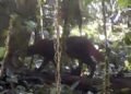 Kucing Merah Kalimantan Muncul Lagi setelah 21 Tahun, Terekam Kamera di TN Kayan Mentarang
