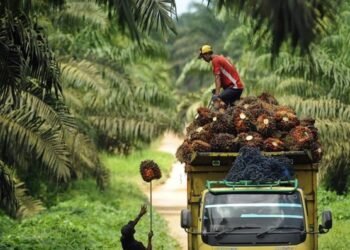 DPRD Kutim Kawal Satu Harga Sawit, Petani Swadaya Tak Lagi Dianaktirikan Harga TBS Sawit Kaltim Turun Signifikan Harga Sawit di Kaltim Turun Lagi