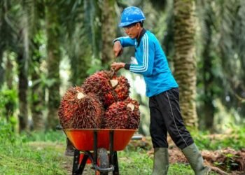 Harga TBS Sawit Kaltim Kembali Naik, Petani Plasma Mulai Tersenyum Balikpapan Jajaki Kerja Sama Dagang dengan Kazakhstan, Sawit dan Perikanan jadi Andalan Petani Sawit Kaltim Tertekan, Harga TBS Terendah sejak Awal 2025