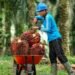 Harga TBS Sawit Kaltim Kembali Naik, Petani Plasma Mulai Tersenyum Balikpapan Jajaki Kerja Sama Dagang dengan Kazakhstan, Sawit dan Perikanan jadi Andalan Petani Sawit Kaltim Tertekan, Harga TBS Terendah sejak Awal 2025