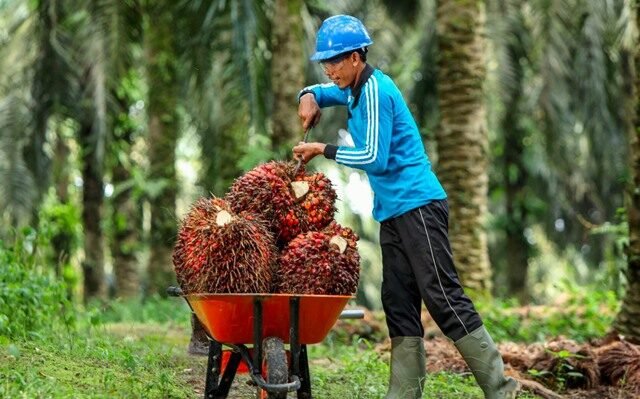 Harga TBS Sawit Kaltim Kembali Naik, Petani Plasma Mulai Tersenyum Balikpapan Jajaki Kerja Sama Dagang dengan Kazakhstan, Sawit dan Perikanan jadi Andalan Petani Sawit Kaltim Tertekan, Harga TBS Terendah sejak Awal 2025