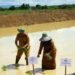 Mimpi Swasembada Kutai Timur: 600 Hektare Sawah Baru Mulai Digarap Kutim Genjot 10 Ribu Hektare Sawah Baru, Target jadi Lumbung Pangan Kaltim
