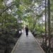 Mangrove Telok Bangko: Penjaga Kehidupan, Penyangga Ekonomi