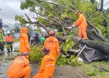 Pohon Tumbang, Akses Jalan Poros Kabba Pangkep Sempat Lumpuh