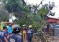 Detik-Detik Pohon Tumbang di Bontang, Tiga Motor Rusak, Jalan Awang Long Sempat Lumpuh