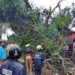 Detik-Detik Pohon Tumbang di Bontang, Tiga Motor Rusak, Jalan Awang Long Sempat Lumpuh