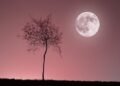Fenomena Pink Moon Hiasi Langit Indonesia 1–2 April 2026, Begini Cara Melihatnya