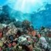 Kawasan Konservasi Laut Kaltim Dikejar Efektif, Illegal Fishing Masih Mengintai
