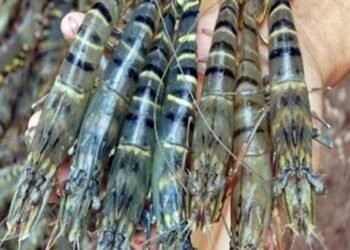 Udang Kaltim Tembus Pasar Dunia, Nilainya Rp122 Miliar
