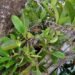 Mangrove Langka di Kaltim Masuk Daftar Merah, Habitat Bekantan Terancam