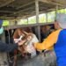 Ribuan Hewan Kurban Mulai Masuk Bontang, Waspadai Penyakit Ternak