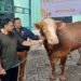 Kurban Melonjak di Masjid Al-Hijrah Bontang, Kini Disembelih di Area Masjid
