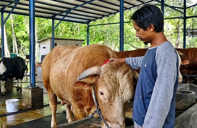 Presiden Prabowo Kirim 13 Sapi Kurban ke Kaltim, Di Samarinda Bobotnya 1,07 Ton Penampakan Sibison, Sapi Jumbo Pilihan Presiden di Balikpapan Habiskan Pakan Rp1,5 Juta Sebulan