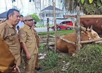 Stok Hewan Kurban di Bontang Aman, Mayoritas dari Jawa Timur