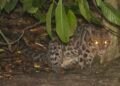 324 Spesies Fauna Bertahan di TNK, Macan Dahan Muncul Lagi